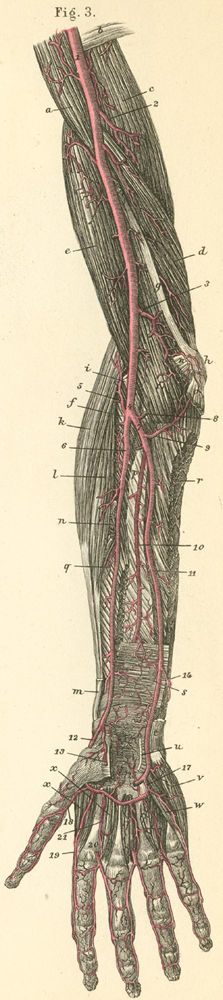 The deep arteries of the flexor surface of the arm and hand