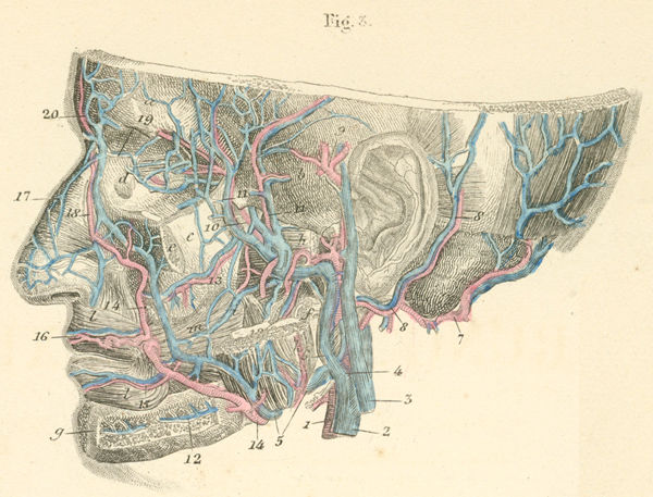 Branches of the maxillary and facial arteries, seen from the left side of the head