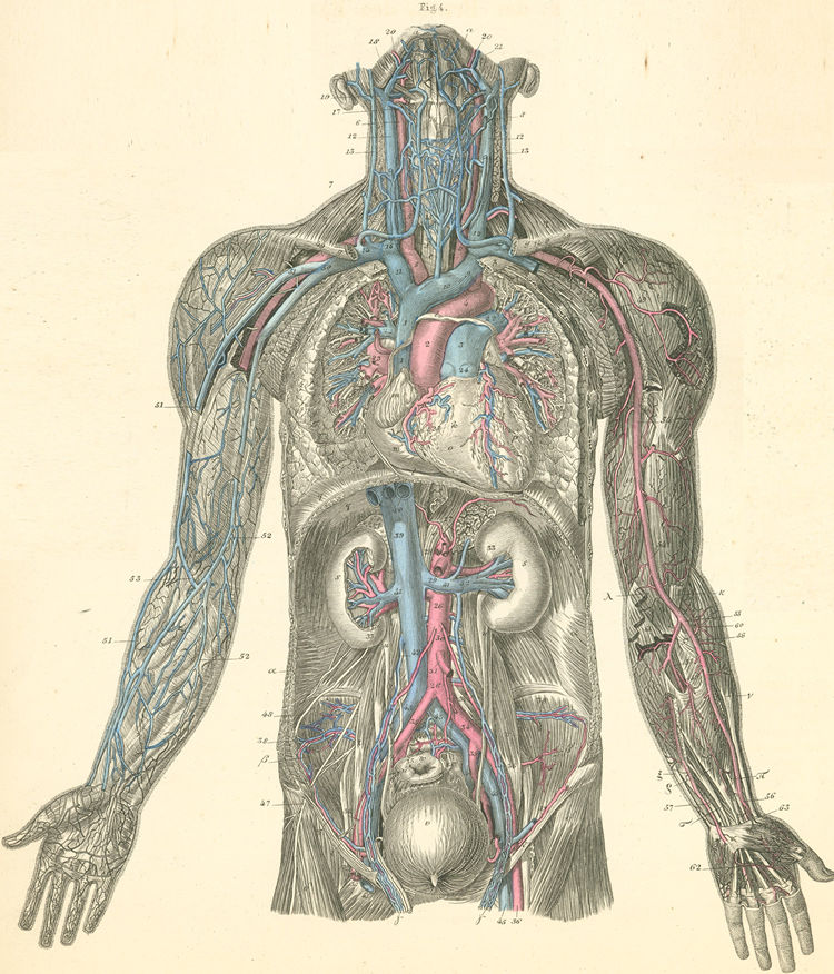 An overview of the blood vessels of the neck, thorax, abdomen