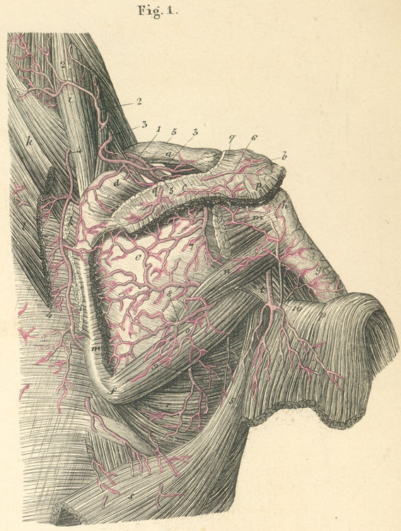 The deep arteries of the right shoulder
