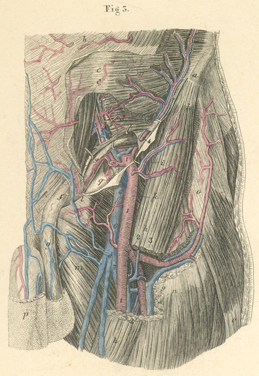 The blood vessels of the upper part of the thigh