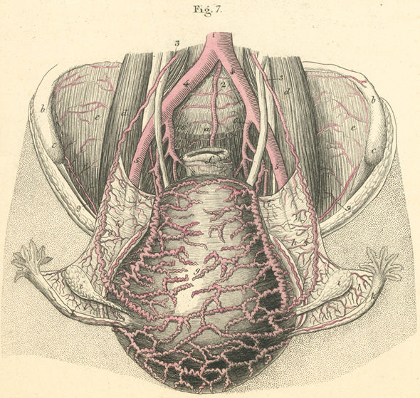 Arteries of the pelvis and reproductive organs in females