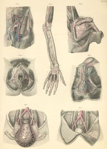 arteries and veins in arm. Plate 20:Veins of the arm,