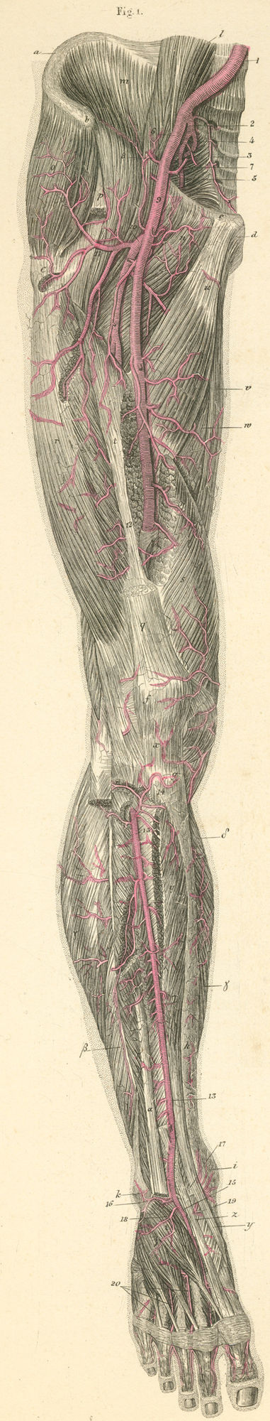 Arteries of the anterior surface of the thigh, leg, and the foot