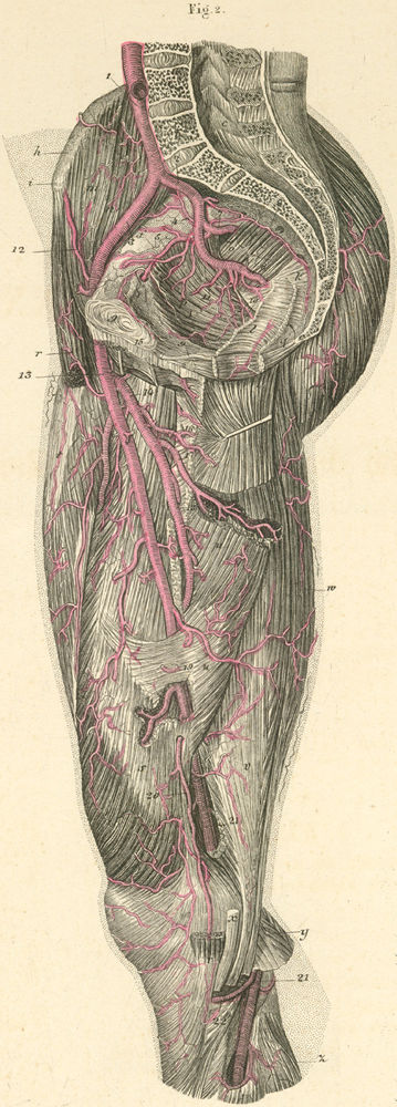 Arteries on the inner surface of the right thigh and pelvis