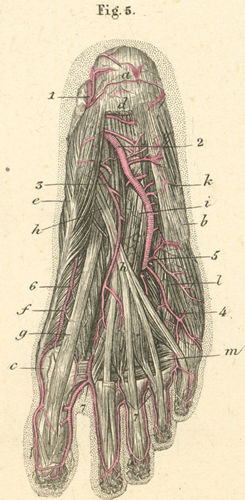 Superficial arteries of the sole of the foot (the right foot)