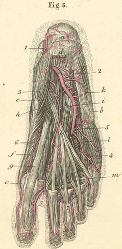 anatomy of foot. the foot (the right foot)