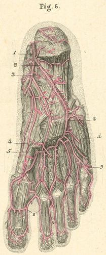 Deep arteries of the sole of the right foot