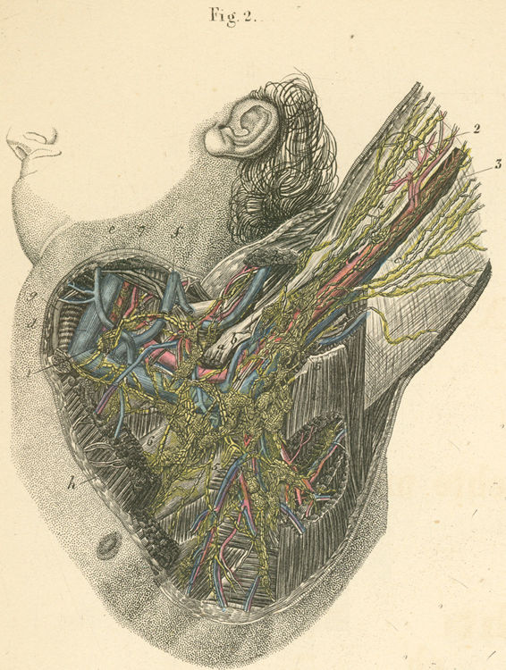 Lymphatic vessels and lymph nodes in the axilla