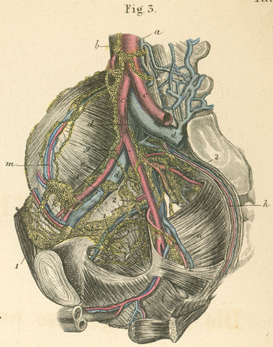 Lymph vessels and lymph nodes of the pelvic cavity