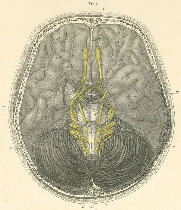 Base of the brain and location of cranial nerves