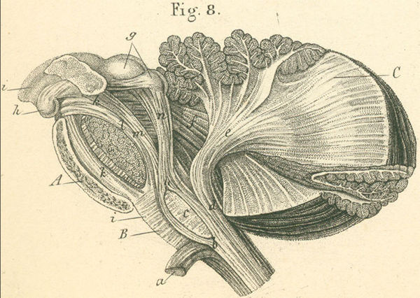 Brachium Conjunctivum