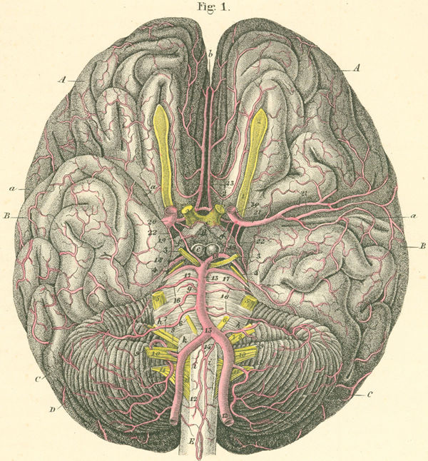 The inferior surface of the base of the brain (basis), with its arteries