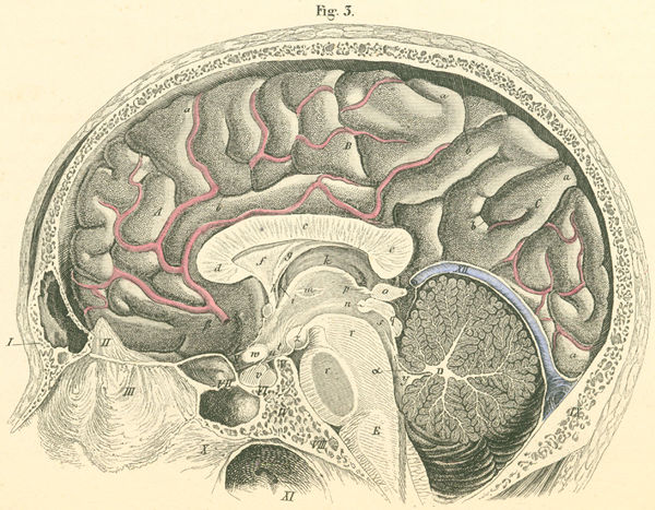 Sagittal section of brain
