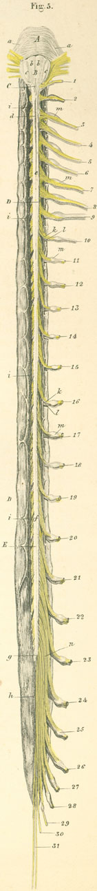 The length of spinal cord in the opened dura mater sac