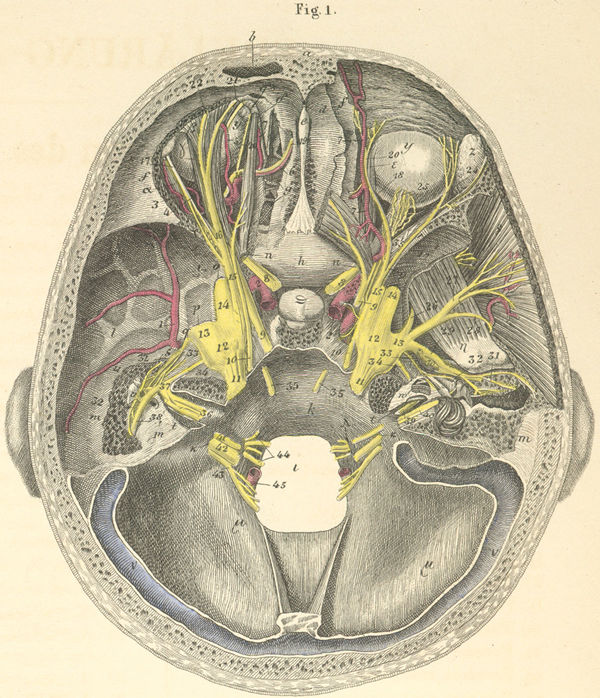The base of the skull showing the course of the cranial nerves