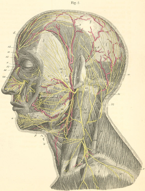 human anatomy head