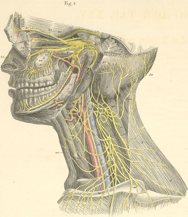 human anatomy head