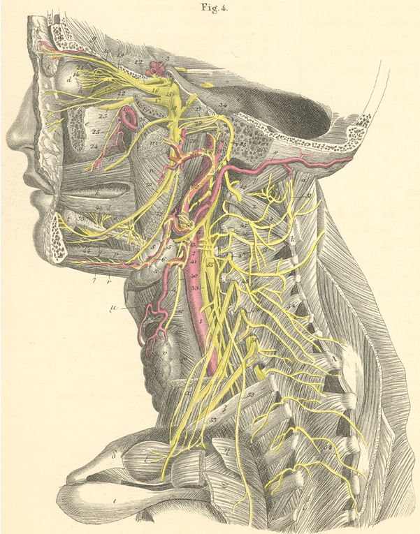 The deep nerves of the head and neck (from the left side)