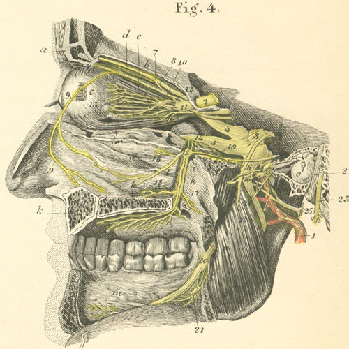 Nerves of the eyes, nose, and mouth