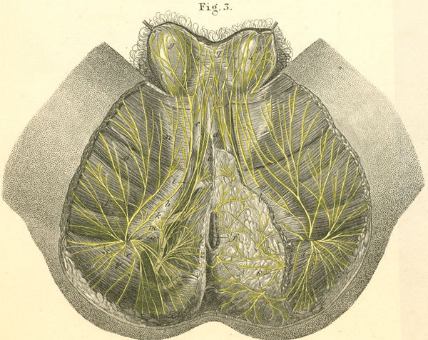 Nerves of the perineum and the male genitalia