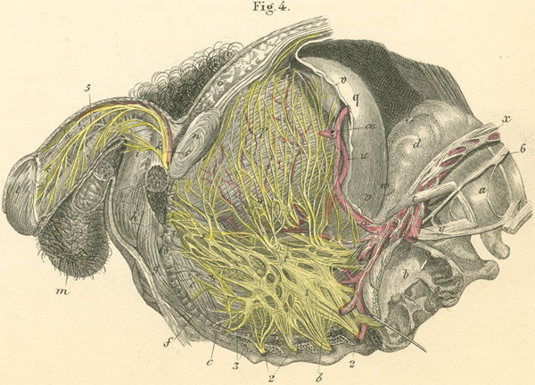 Male sexual organs and contents of the true pelvis