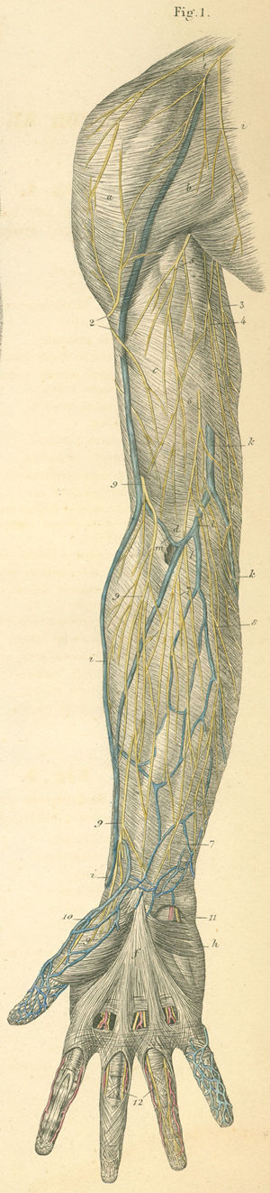 Cutaneous nerves on the anterior (volar) surface of the (right) arm