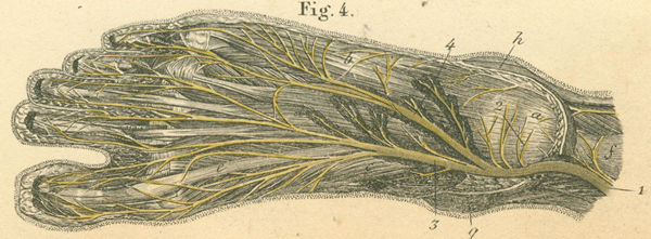 Deep nerves of the sole of the left foot