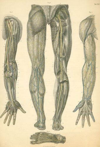 right arm anatomy