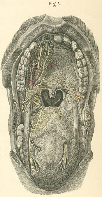 Nerves of the palate and tongue