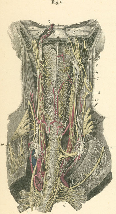 Nerves to the posterior surface of the jaw and gullet.