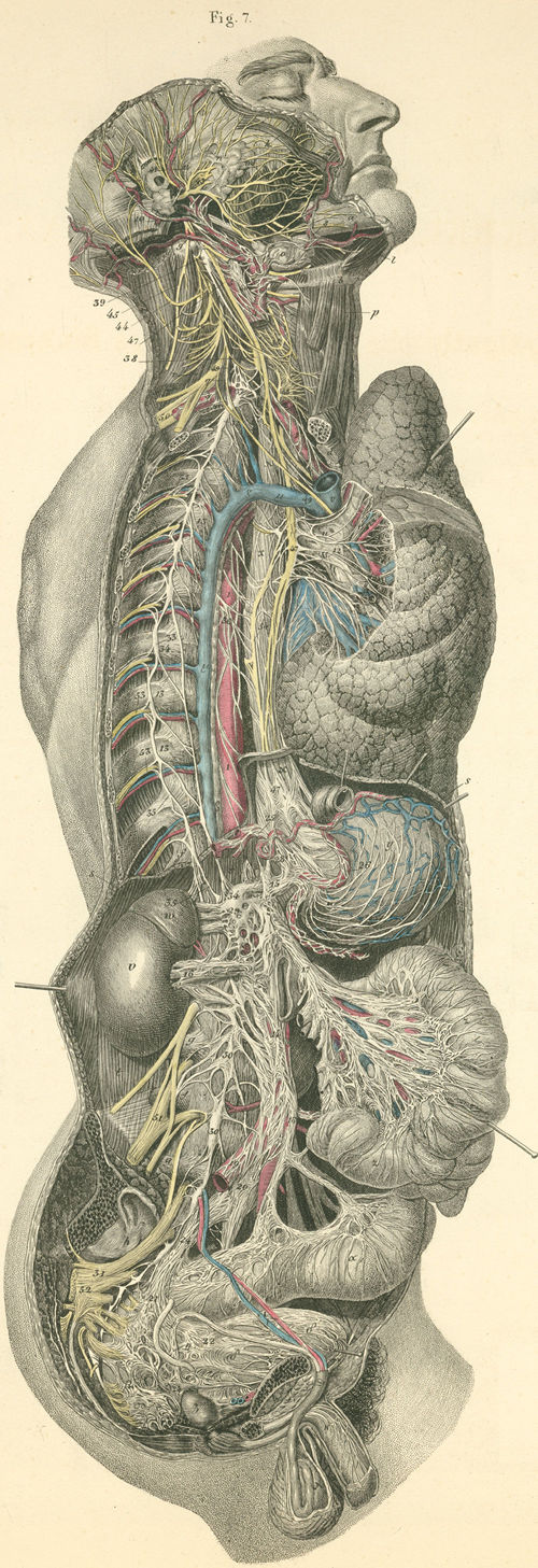 The sympathetic system with its ganglia and plexiform character, of the right body half