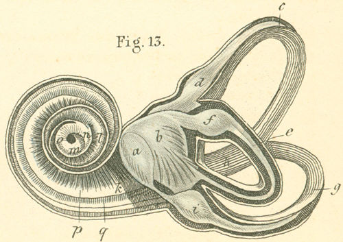 Opened membranous labyrinth (of the left ear)