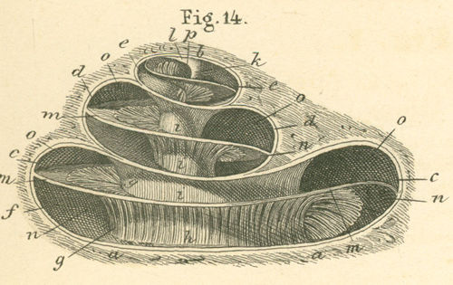 Bony cochlea (of left ear), opened from the side.