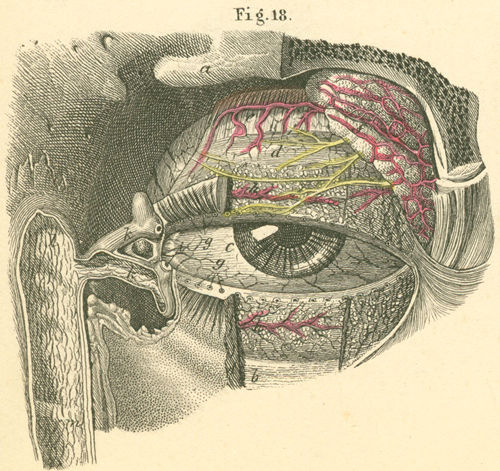 The tear and eyelid glands of the left eye.