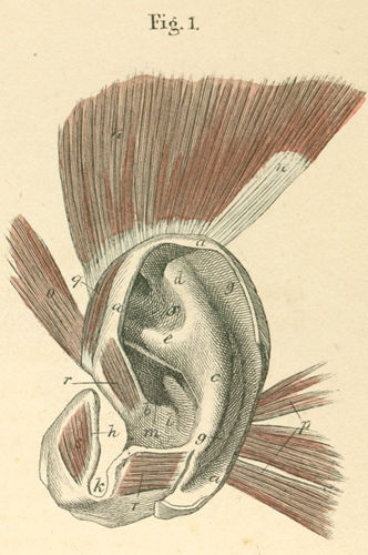 The anterior surface of the (left) outer ear cartilage and outer ear muscles.