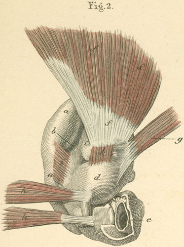 Posterior surface of the (left) outer temporal bone with the external muscles