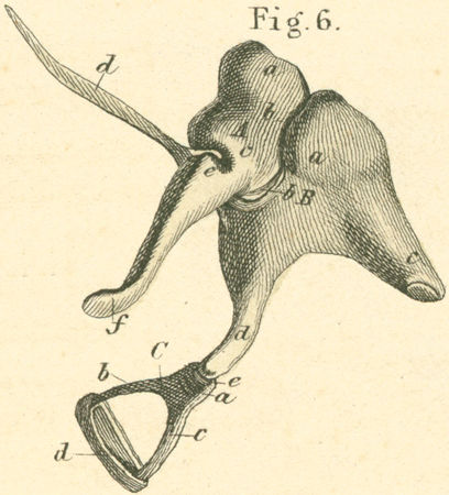 Hammer, Incus (ambos), and Stapes