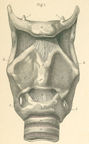 Lesser Horn