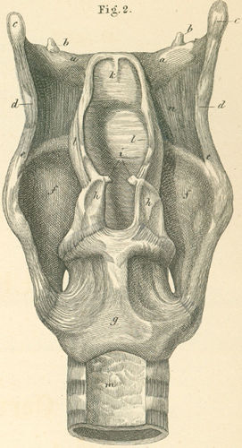 The bony basis of the larynx, from behind.