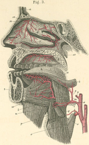 Arteries of the tongue and the nasal aperture