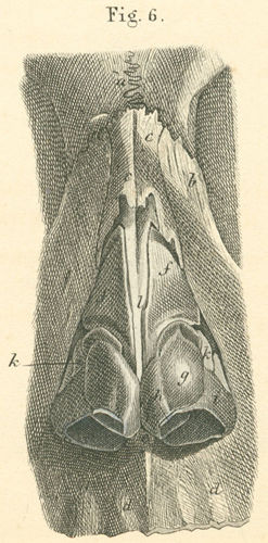 Bones and cartilage of the inner part of the nose, from the front