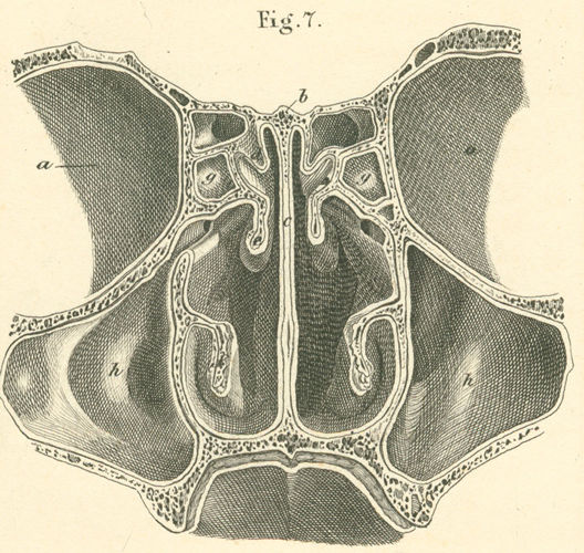 Nasal Plate