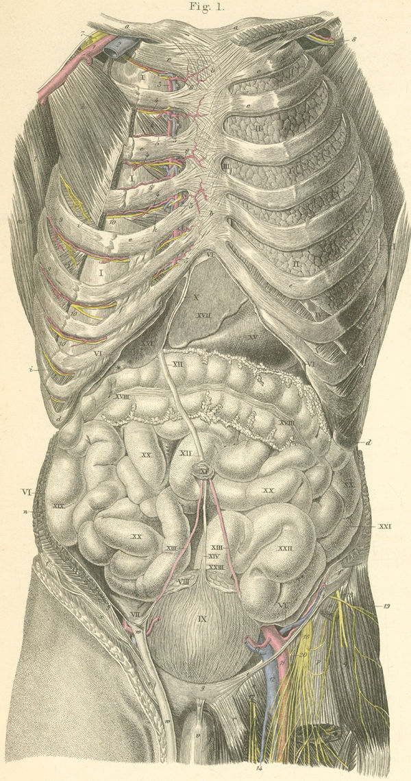 The abdominal viscera (digestive tract, seen from the front)
