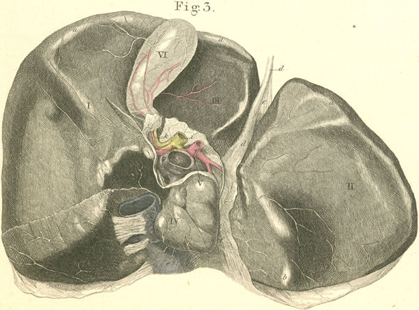 Inferior surface of liver