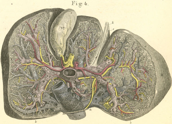 The division of blood vessels in the inner half of the liver