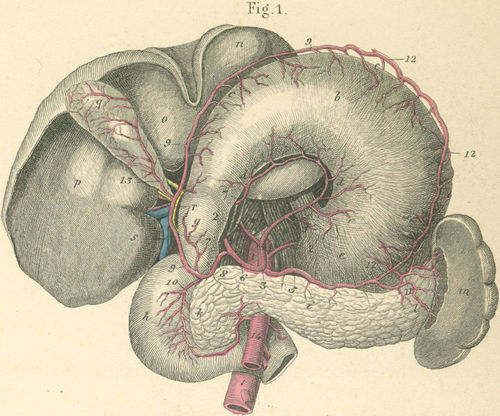 Stomach, liver, spleen, pancreas with their arteries