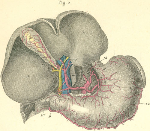 Stomach, liver and spleen with their arteries and the portal vein