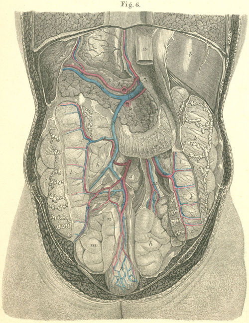 The abdominal cavity viewed from behind