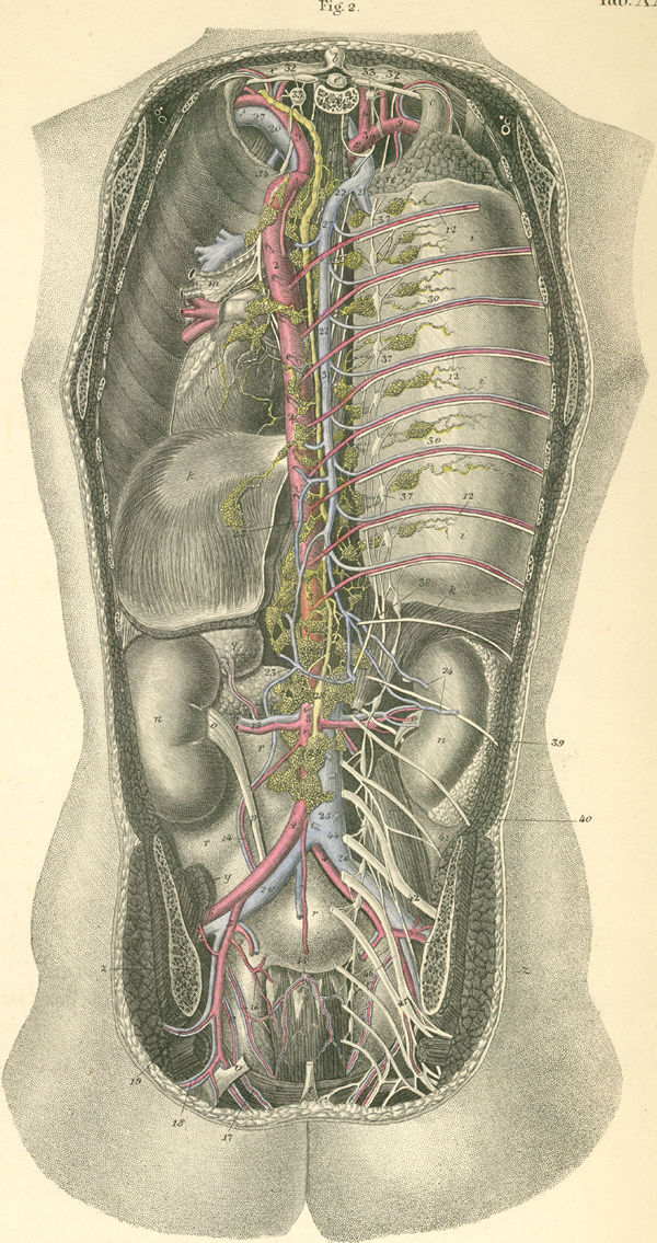 the opened thorax, abdomen and pelvis